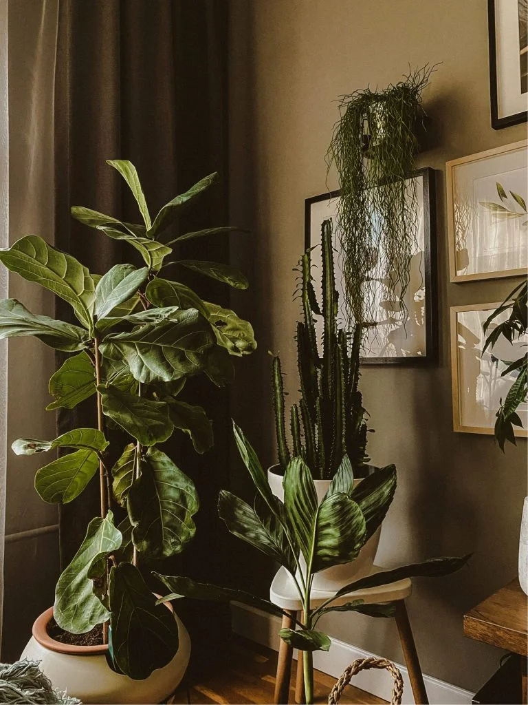 indoor wall planter